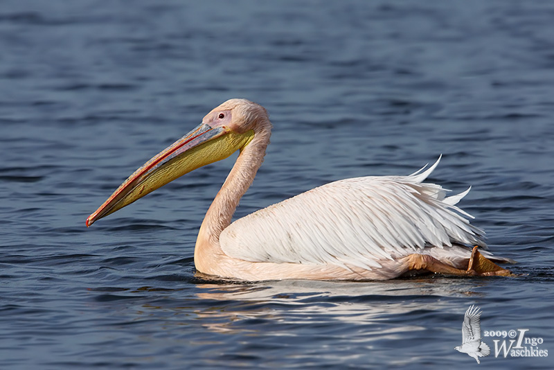 Great White Pelican