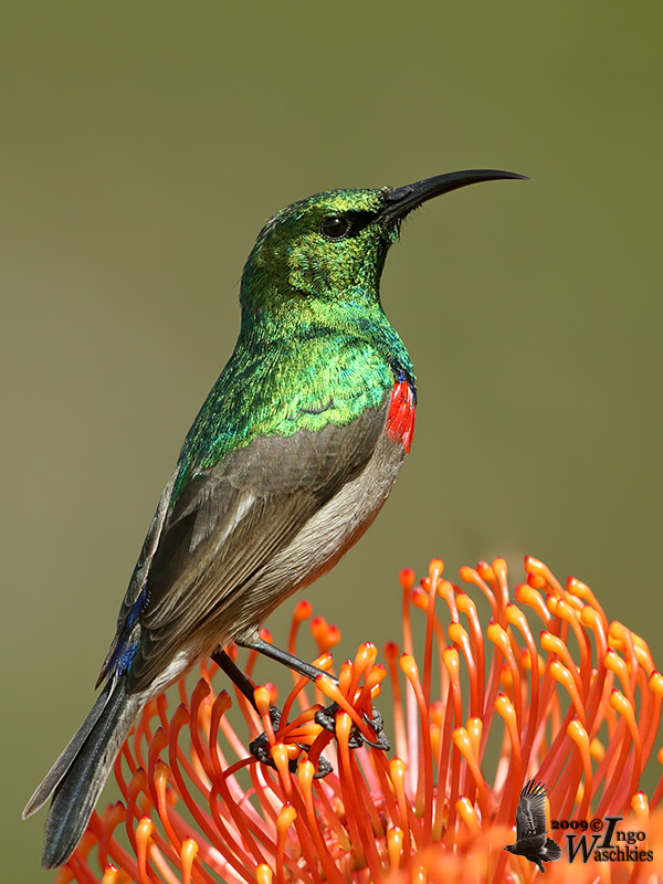 Southern Double-collared Sunbird