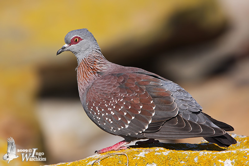 Speckled Pigeon