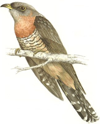 African Cuckoo