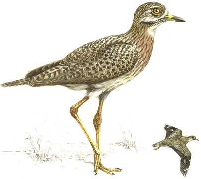 Spotted Thick-knee