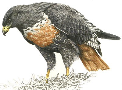 Jackal Buzzard