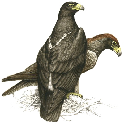 Verreauxs' Eagle
