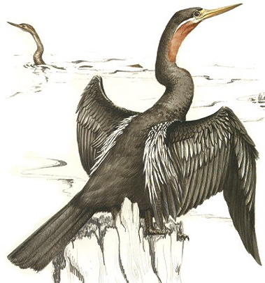 African Darter