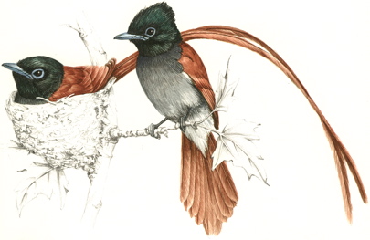 African Paradise-Flycatcher