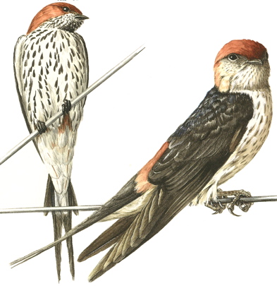 Greater Striped Swallow and  
 Lesser Striped Swallow