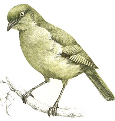 Sombre Greenbul