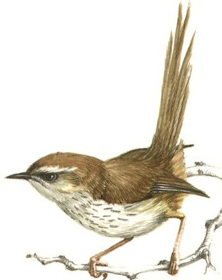 Karoo Prinia