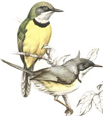 Bar-throated Apalis