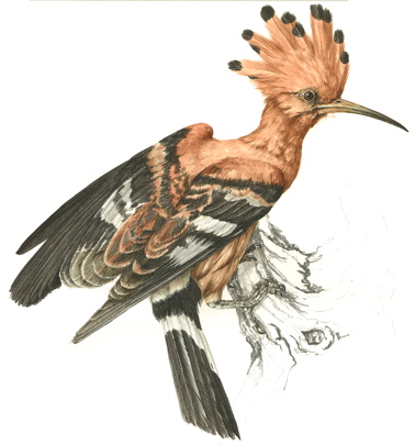 African Hoopoe