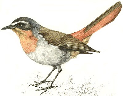 Cape Robin-Chat