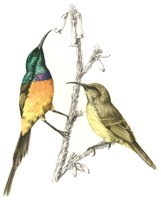 Orange-breasted Sunbird 