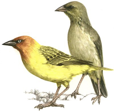 Cape Weaver