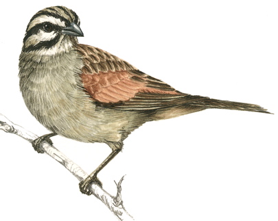 Cape Bunting