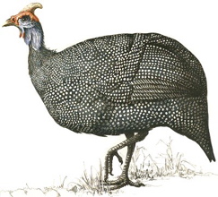 Helmeted Guineafowl