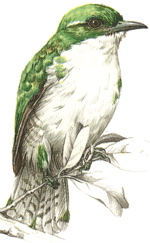 Klaas's Cuckoo