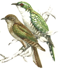 Diderick Cuckoo