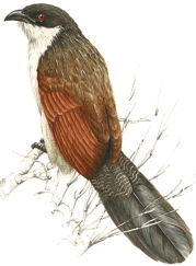 Burchell's Coucal