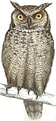 Spotted Eagle-Owl