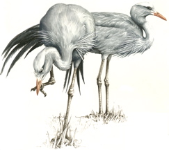 Blue Crane