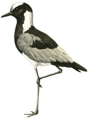 Blacksmith Lapwing