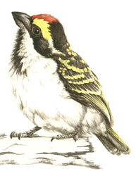  Acacia Pied Barbet