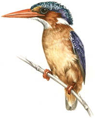 Malachite Kingfisher