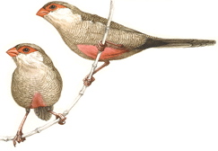 Common Waxbill