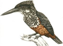 Giant Kingfisher