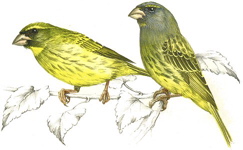 Forest Canary