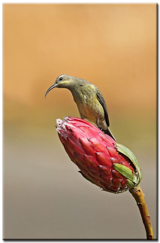 Malachite Sunbird female