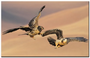 (119) Bearded-Vultures