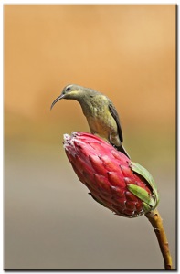 Malachite Sunbird female