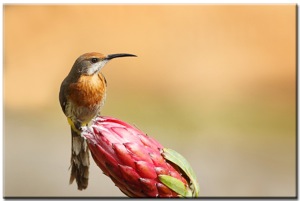 (774) Gurney's Sugarbird