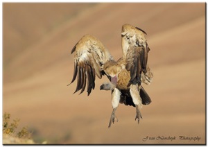 (122) Cape Vulture