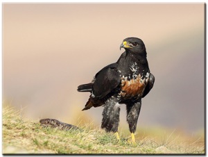 (152) Buteo rufofuscus