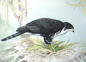  Black Sparrowhawk 