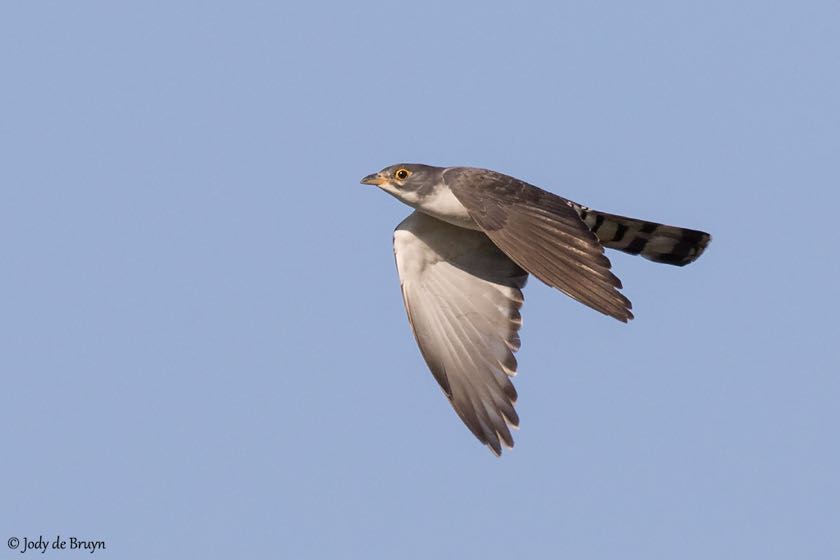 Thick-billed Cuckoo