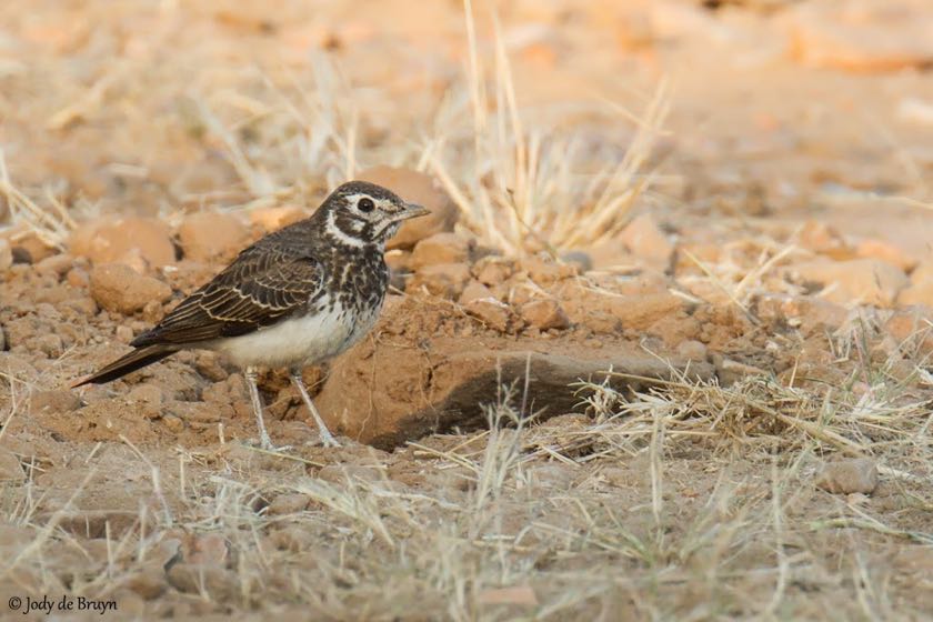 Dusky Lark