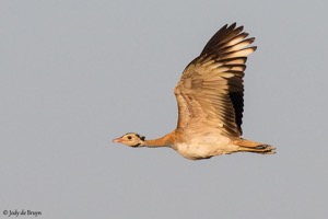 White-bellied Korhaan