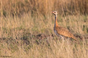 White-bellied Korhaan