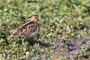 African Snipe