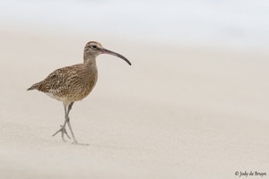 Common Whimbrel 