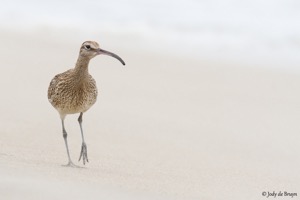 Common Whimbrel