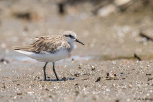 Little Stint