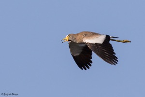 African Wattled Lapwing