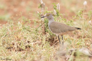 Senegal Lapwing