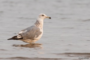 Lesser Black-backed Gull