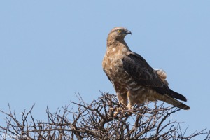 European Honey Buzzard 