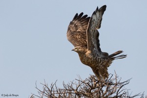 European Honey Buzzard